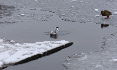 Fototapeta premium Winter landscape with frozen lake and birds, reeds covered with hoarfrost, misty weather