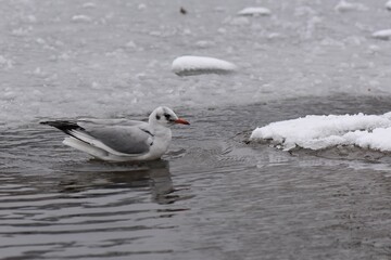 Winter landscape with frozen lake and birds, reeds covered with hoarfrost, misty weather