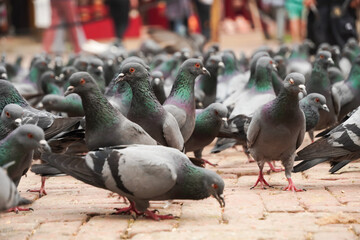 A flock of pigeons is pecking at grain food on the street in Boudhanath Buddha Stupa, Kathmandu,...