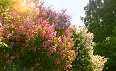 Blooming colorful lilac bushes in spring sunny garden. blossoming abstract natural background. floral spring season concept. freshness aroma, harmony of nature
