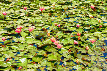 Pond with lot of Lily Water Lotus flowers.