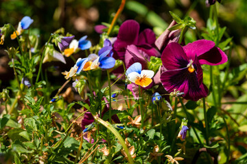 Yellow-blue  and big purple pansies flowers in the garden.