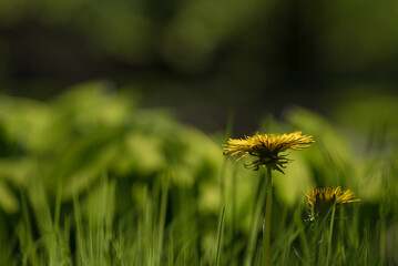 
DANDELION - Beautiful yellow flower in the meadow