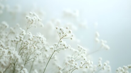 Delicate white flowers softly illuminated.