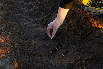 Hand of woman planting a seed in soil agriculture. plants growing nature and reducing global warming concept
