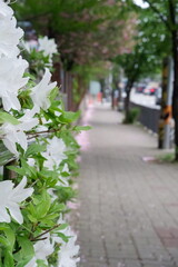 Fragrant white azalea blossoms cascade overlooking a hazy blurred cityscape below