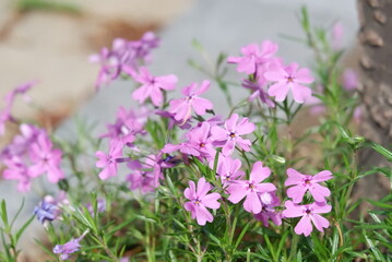 Delicate blush pink flowers bloom in a vibrant spring garden bursting with life and color