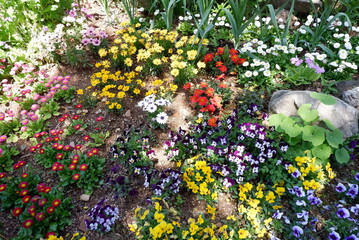 Vibrant Spring Flower Garden in Full Bloom