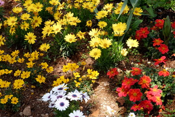 Lush vibrant yellow and crimson poppies and marigolds blaze in a sundrenched garden bed