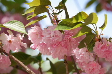 Delicate Pink Blossoms on a Spring Branch