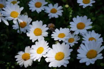 White Daisies in a Garden Sunlight and Shadows