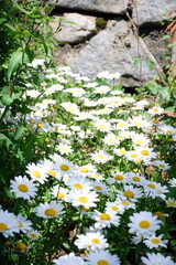 Blooming White Daisies in a Lush Green Garden