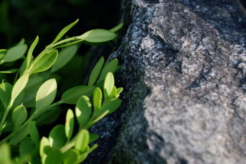 Vibrant Green Leaves Beside a Rough Grey Stone