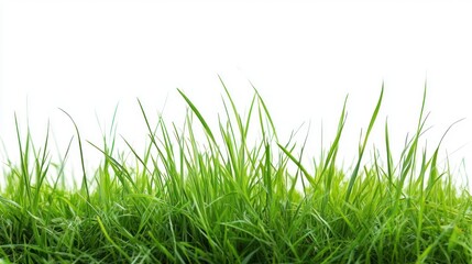 Fototapeta premium Lush green grass blades against a white background