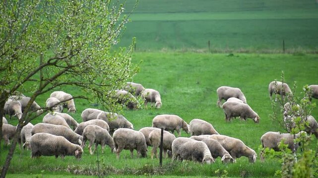Herd of young lambs grazing the fresh green meadow