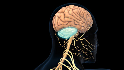 human brain cerebellum anatomy for medical concept 3D rendering