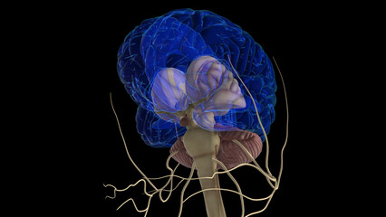 human brain anatomy for medical concept 3D rendering