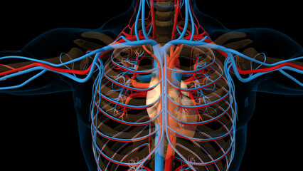 Human heart circulatory system anatomy for medical concept 3D rendering