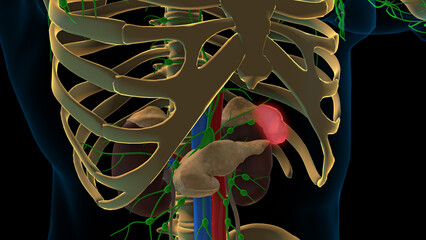 spleen and lymphatic system lymph nodes anatomy for medical concept 3D rendering