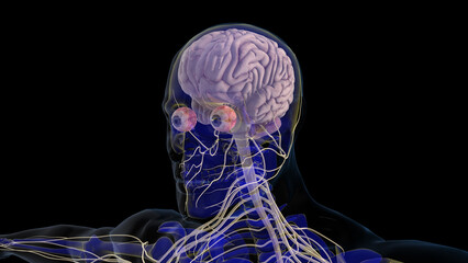 human brain central nervous system anatomy for medical concept 3D rendering