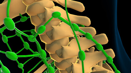 human lymph nodes anatomy for medical concept 3D rendering
