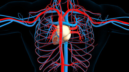 Human heart circulatory system anatomy for medical concept 3D rendering