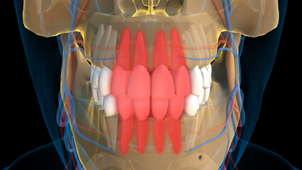 Human teeth Incisors teeth anatomy for medical concept 3D rendering