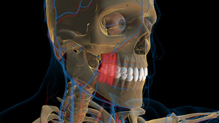 Human teeth molar teeth anatomy for medical concept 3D rendering