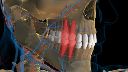 Human teeth premolar teeth anatomy for medical concept 3D rendering