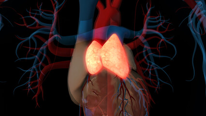 human thymus gland anatomy for medical concept 3D rendering