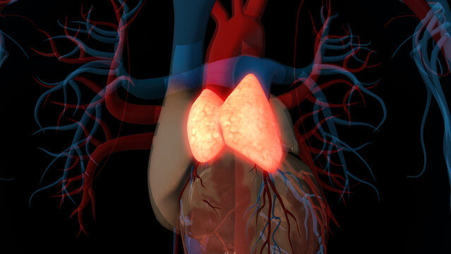 human thymus gland anatomy for medical concept 3D rendering