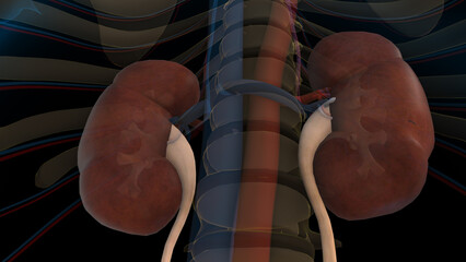 Human kidney anatomy for medical concept 3D rendering