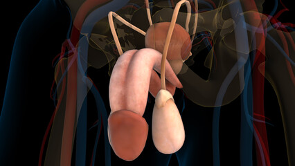 Male reproductive system anatomy for medical concept 3D rendering