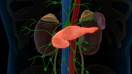 Human pancreas anatomy for medical concept 3D rendering