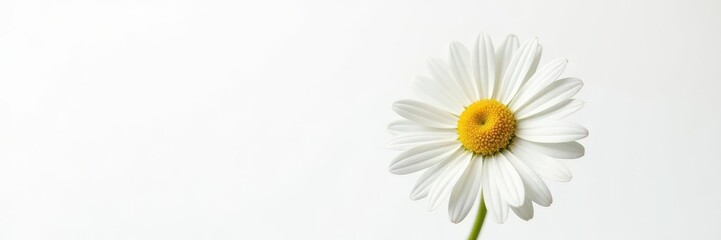 Delicate chamomile flower, petals fully open, isolated on pure white background , garden, daisy, wildflower