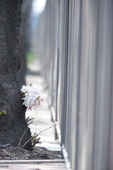 Delicate Spring Blossom Emerging from Urban Concrete