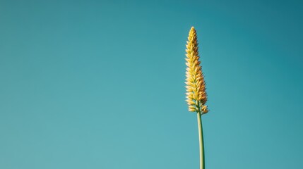 Single Aloe Stalk with Blue Sky in Minimalist Scene