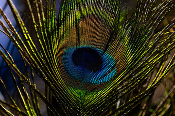 Obraz premium Closeup of peacock feather background
