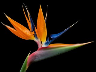 A single bird of paradise flower with orange and blue petals against a black background close up view