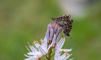 Marshmallow Skipper butterfly pair (Carcharodus alceae)