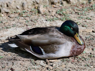 A male mallard duck with a distinctive iridescent green head, brown chest, and gray flanks is...
