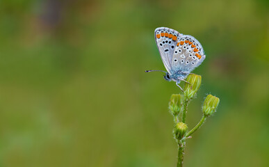 Brown Multi-Eyed Butterfly (Polyommatus agestis) on a plant