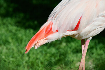 Pink flamingo stands against green grass, sunny day