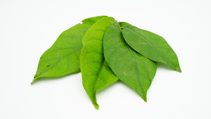 Daun Salam &ndash; Indonesian Bay Leaf PNG 