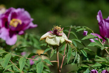 Peony stem with faded bud and green leaves on a summer day