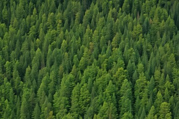 Obraz premium Dense line of vibrant green trees isolated on white , bright, environment