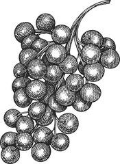 Hand Drawn Grape Illustration