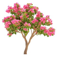 Fototapeta premium Pink bougainvillea tree flower isolated on white background