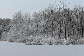 Trees covered with snow and icicles on frozen lake in winter foggy day 