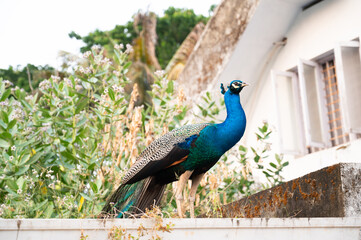 Blue peacock or peafowl bird in a tropical garden in South India, male with eye spotted colorful...